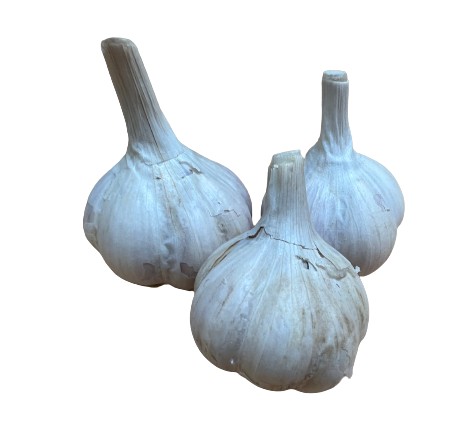 Talvivalkosipuli Ziemiai 2,5+ 250 g 3kpl - Ruokasipulit - 4770168918016 - 1