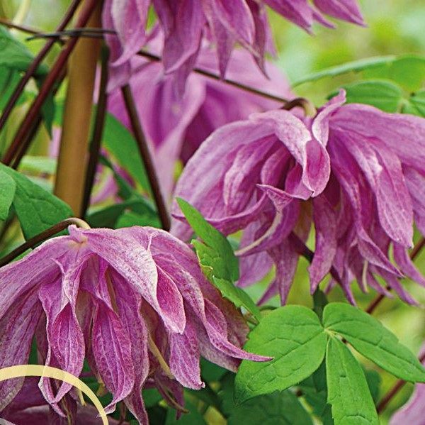 Tarha-alppikärhö Purple Dream - Köynnöskasvit - 50516 - 1