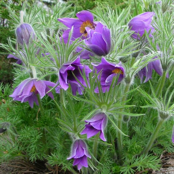 Tarhakylmänkukka Blaue Glocke - Perennat - 7466 - 1