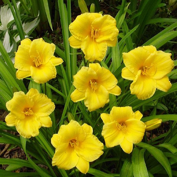 Tarhapäivänlilja Stella de Oro - Perennat - 72486 - 1