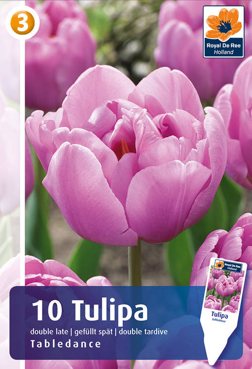 Tulppaani Tabledance 6 kpl/pkt - Tulppaanit - 8711148243946 - 1