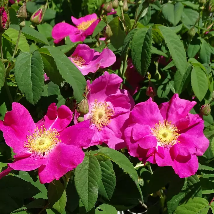 Valamonruusu Splendens - Puistoruusut - 2496 - 1