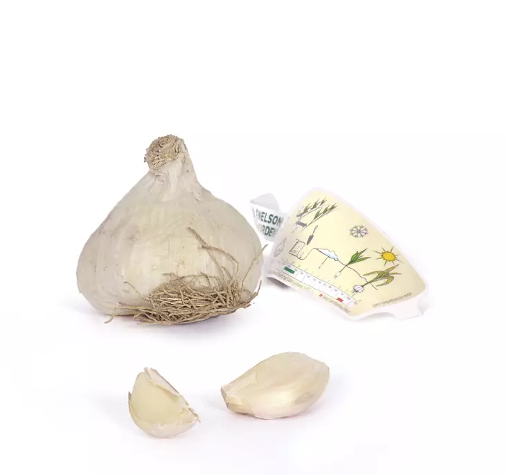 Valkosipuli Primor 1 kpl/pkt - Ruokasipulit - 7312600043596 - 1