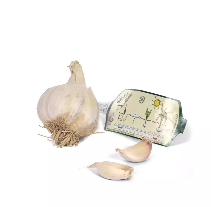 Valkosipuli Lautrec 1 kpl/pkt - Ruokasipulit - 7312600143586 - 1