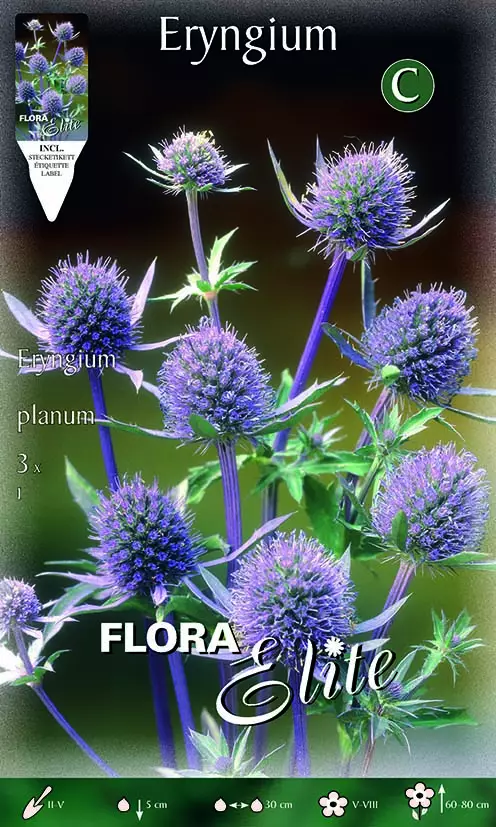 Sinipiikkiputki 3 kpl/pkt - Perennajuurakot - 8711554788796 - 1