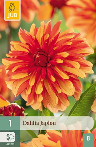 Daalia Japlou 1 kpl/pkt - Daaliat - 8720873000816 - 1