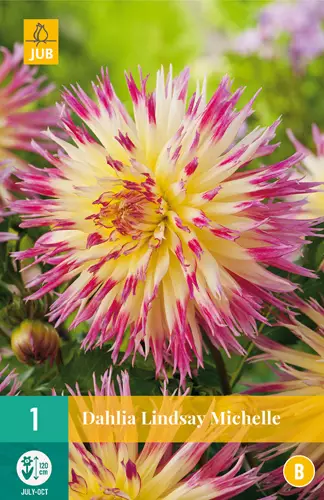 Daalia Lindsay Michelle 1 kpl/pkt - Daaliat - 8712438615726 - 3