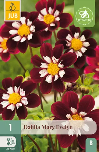 Daalia Mary Evelyn 1 kpl/pkt - Daaliat - 8712438615436 - 1