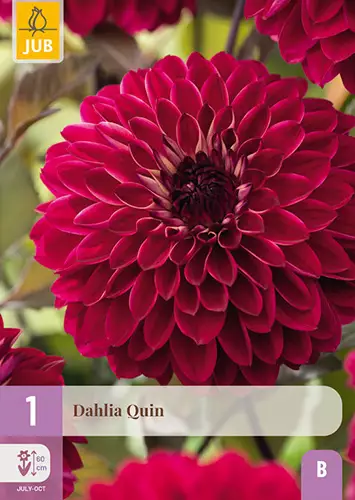 Daalia Quin 1 kpl/pkt -  - 8712438991356 - 1