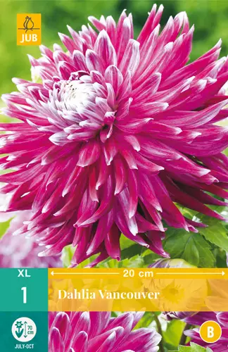 Daalia Vancouver 1 kpl/pkt - Daaliat - 8712438611476 - 0