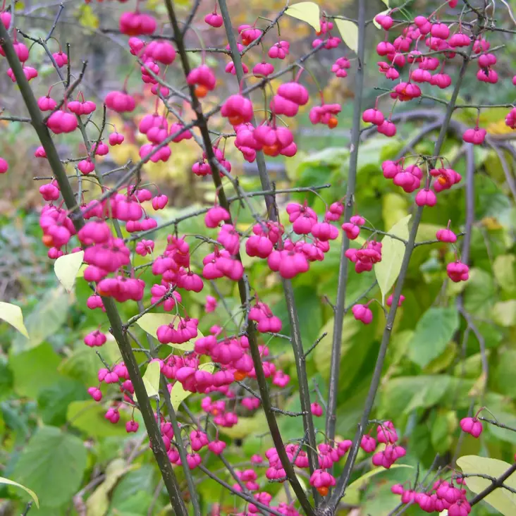 Euroopansorvarinpensas Red Cascade - Koristepensaat - 45536 - 1