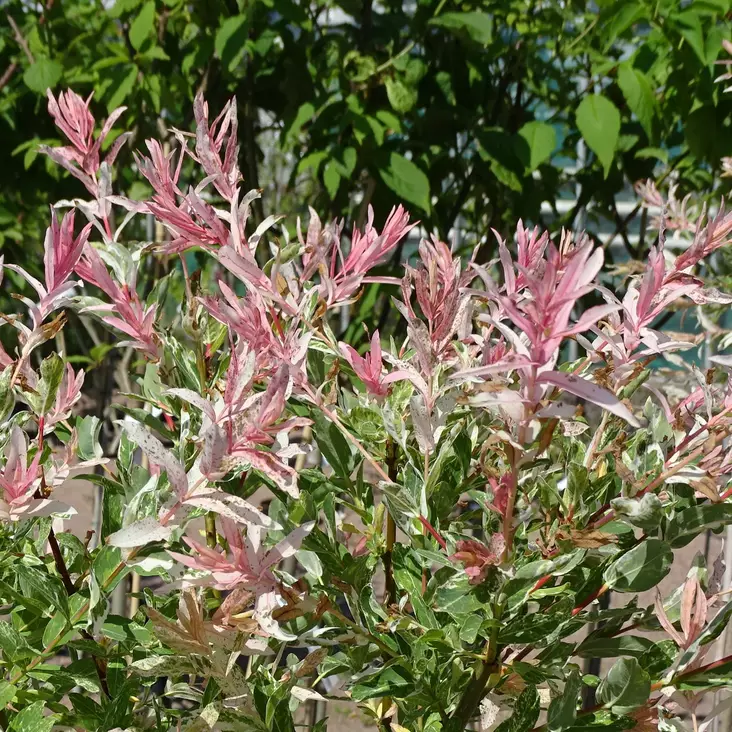 Hakuropaju Hakuro-Nishiki pensas - Koristepensaat - 41696 - 1