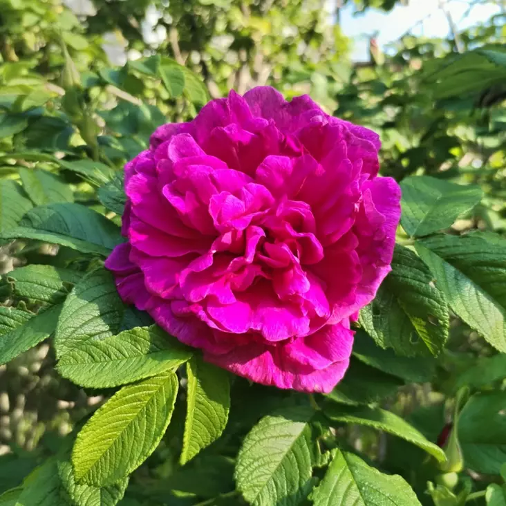 Hansaruusu Hansa - Puistoruusut - 2836 - 1