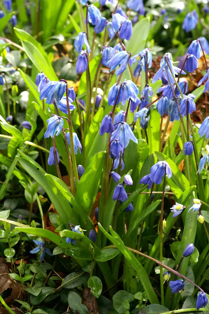 Idänsinililja 20 kpl/pkt - Kukkasipulit - 8711148315636 - 1