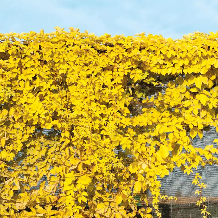 Imukärhivilliviini Yellow Wall - Köynnöskasvit - 51836 - 1