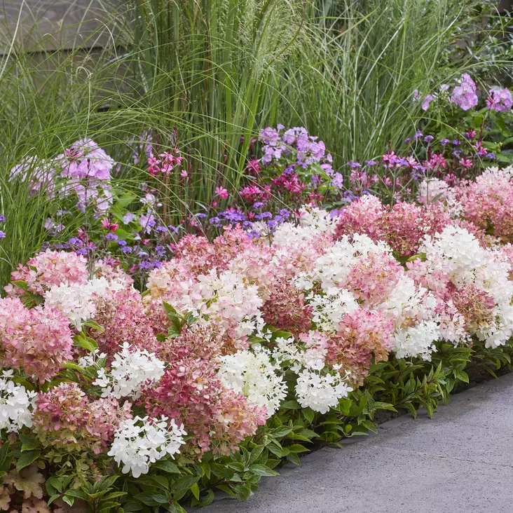 Japaninhortensia Groundbreaker BlushC1,5 - Koristepensaat - 45926 - 1