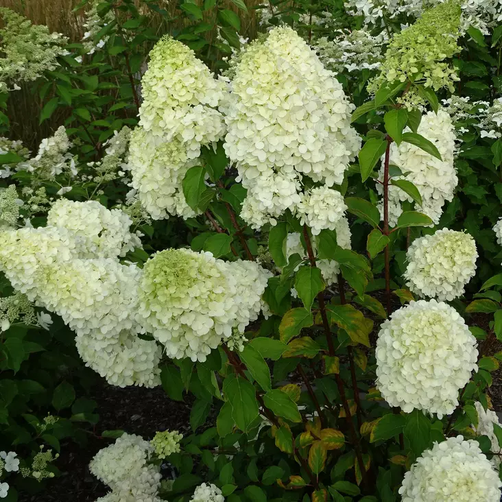 Japaninhortensia Polar Bear - Koristepensaat - 45936 - 1