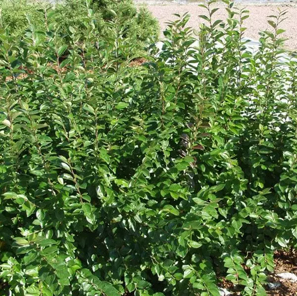 Kiiltotuhkapensas - Koristepensaat - 4546 - 1