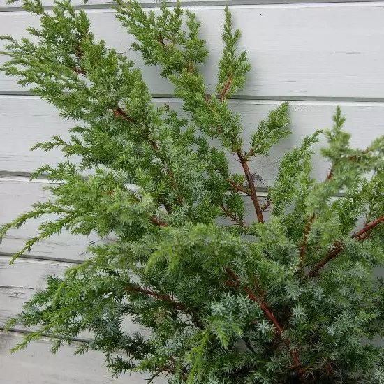 Kiinankataja Blue Alps 50-70 - Havupuut - 60976 - 1