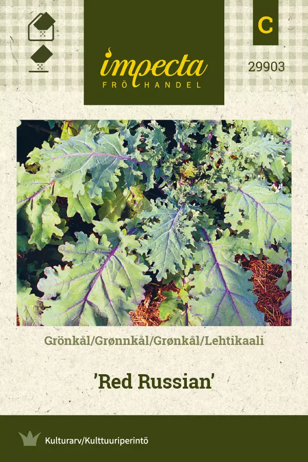 Lehtikaali Red Russian - Vihannesten ja yrttien siemenet - 7332756299036 - 0
