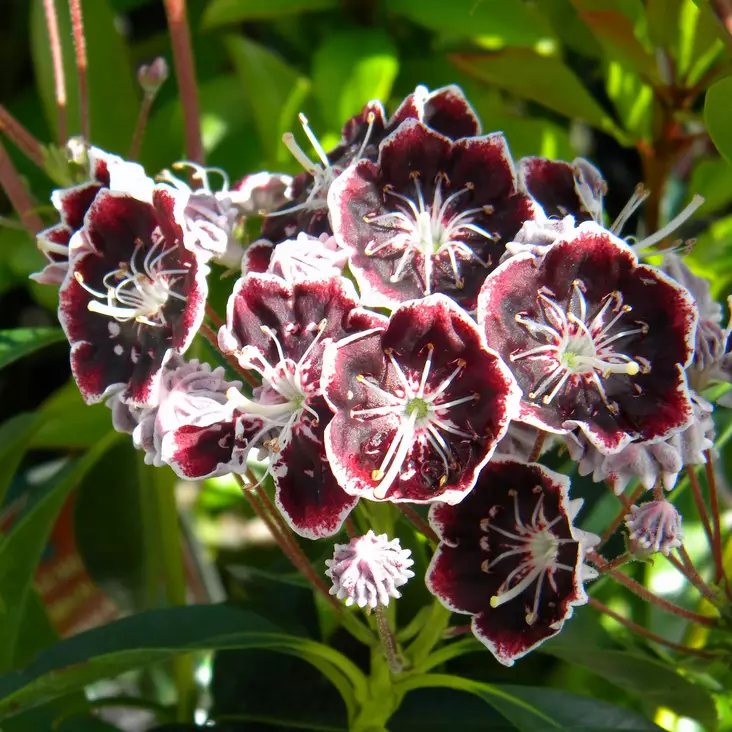 Leveälehtikalmia Mitternacht - Alppiruusut ja atsaleat - 45826 - 1