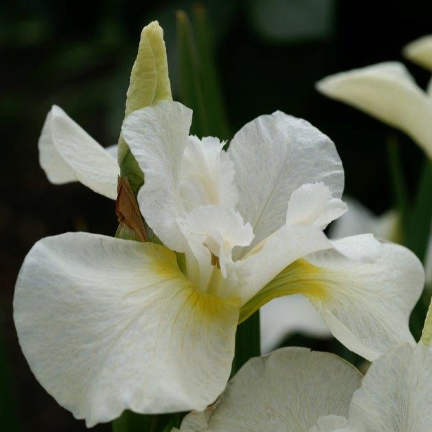 Loistokurjenmiekka Snow Queen - Perennat - 72886 - 1