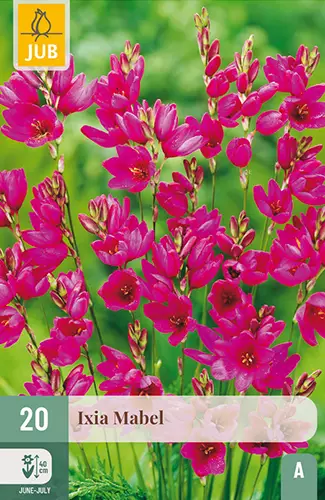 Maissililja 20 kpl/pkt - Muut kukkasipulit - 8720873001356 - 1