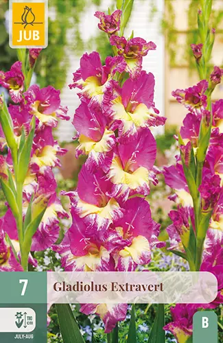 Miekkalilja Extravert 7 kpl/pkt -  - 8720873001646 - 1