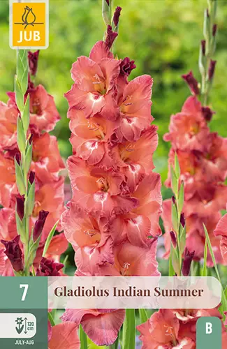 Miekkalilja Indian Summer 7 kpl/pkt - Miekkaliljat - 8712438616716 - 1