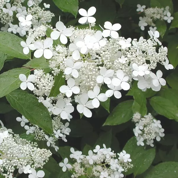 Mustilanhortensia Mustila - Koristepensaat - 4576 - 1