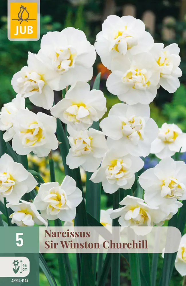 Narsissi Sir Winston Churchill 5 kpl/pkt - Narsissit - 8712438513206 - 1