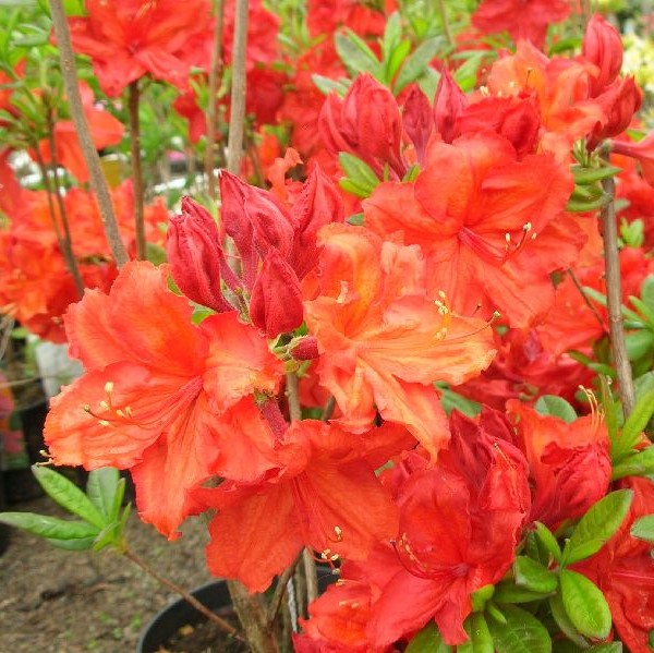 Puistoatsalea Feuerwerk - Alppiruusut ja atsaleat - 35636 - 1