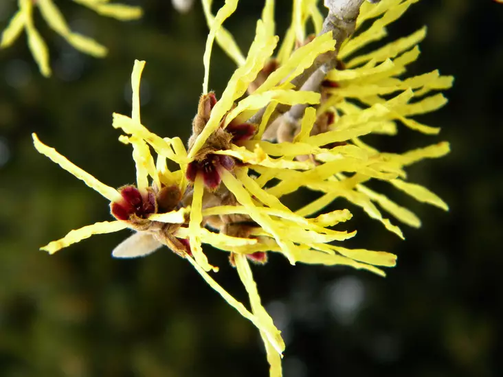 Puistotaikapähkinä Arnold Promise - Koristepensaat - 45666 - 1