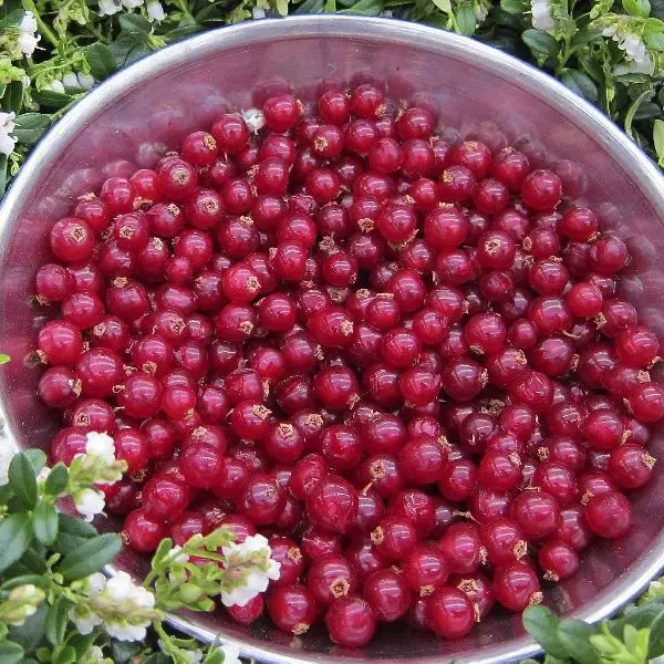 Puolukka Fireballs - Erikoismarjat ja hyötykasvit - 22636 - 1