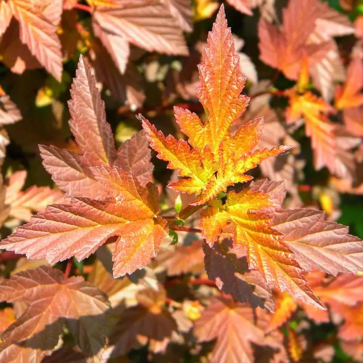Purppuraheisiangervo Amber Jubilee - Koristepensaat - 46056 - 1