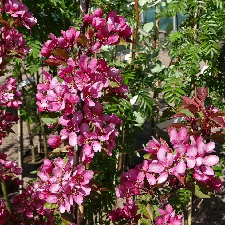 Purppuraomenapuu Kanteletar - Koristepuut - 43496 - 1