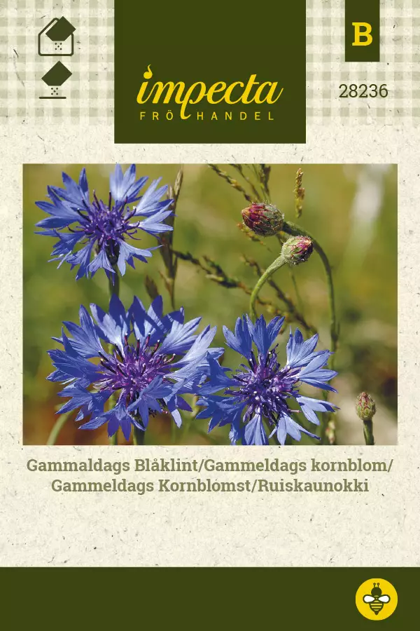 Ruiskaunokki - Kukkien ja koristeheinien siemenet - 7332756282366 - 0