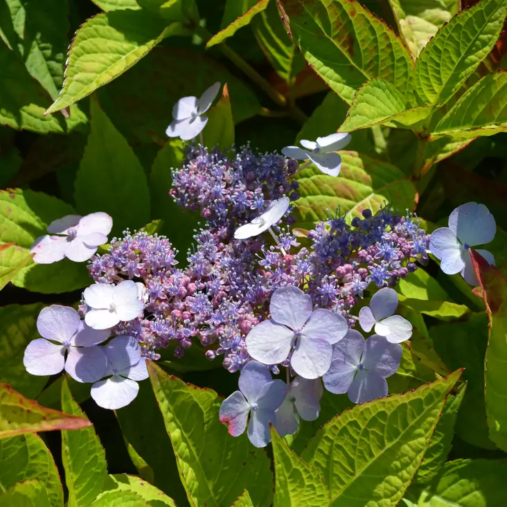 Safiirihortensia Bluebird - Koristepensaat - 45786 - 1