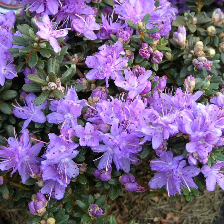 Sinialppiruusu Blumiria - Alppiruusut ja atsaleat - 35346 - 1