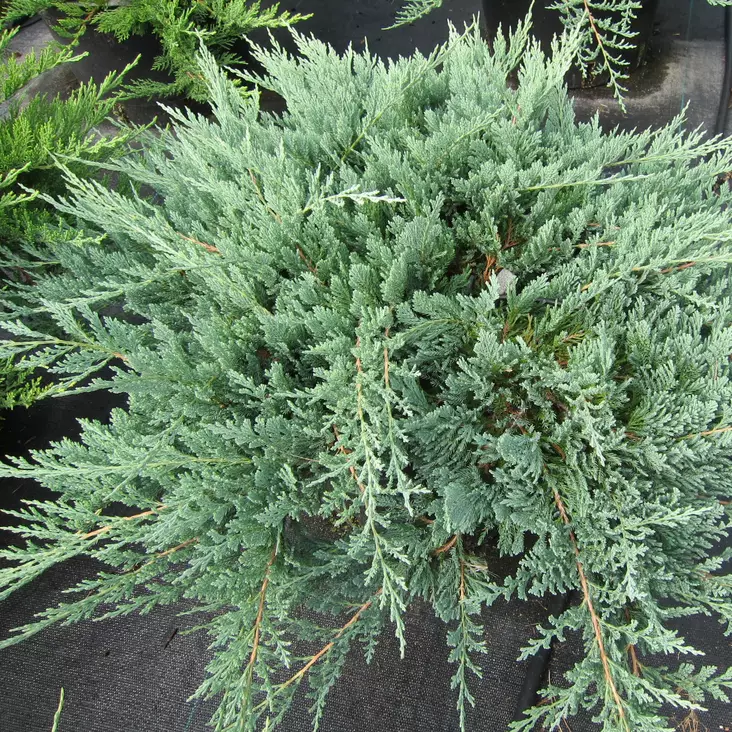 Sinilaakakataja Blue Chip 25-30 - Havupuut - 60726 - 1