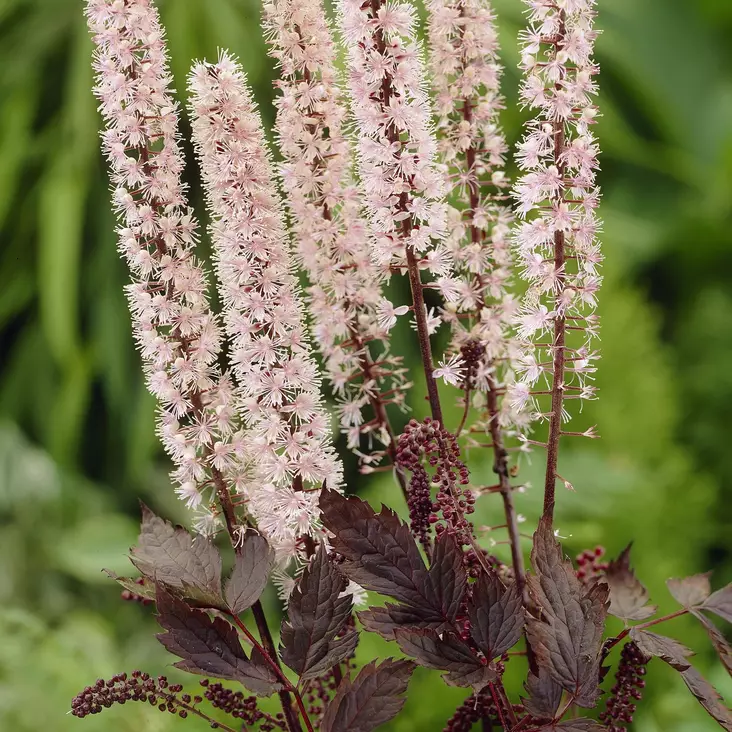 Tähkäkimikki Pink Spike - Perennat - 71386 - 1
