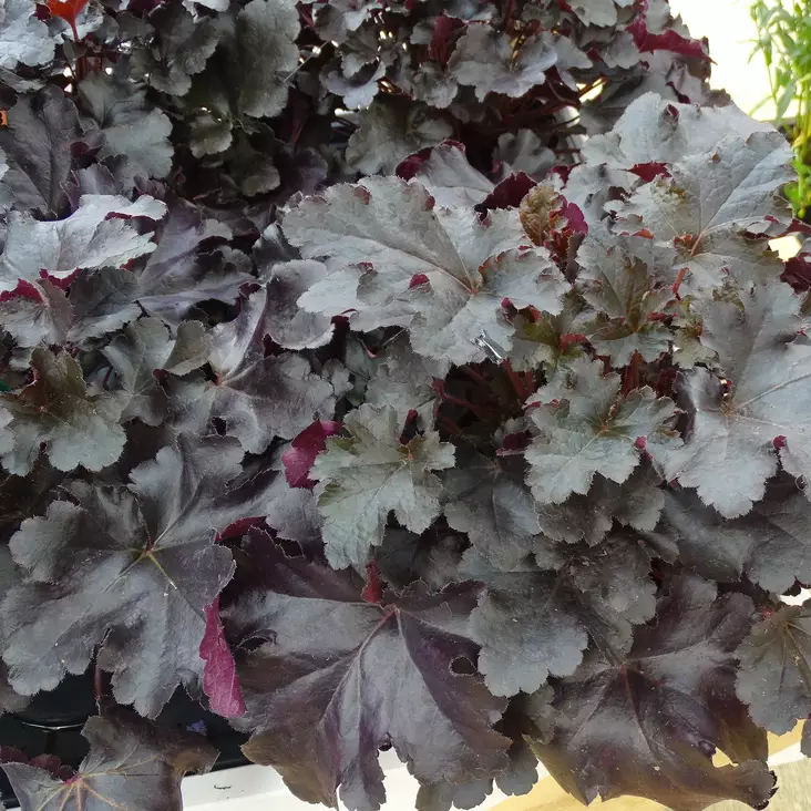 Tarhakeijunkukka Black Pearl - Perennat - 72576 - 1