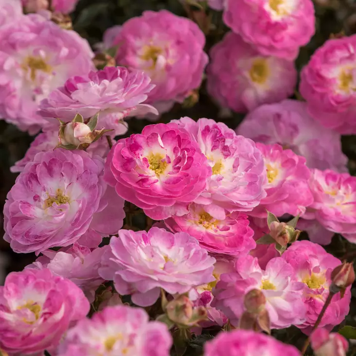 Tertturuusu Pinocchio - Ryhmäruusut - 31276 - 1