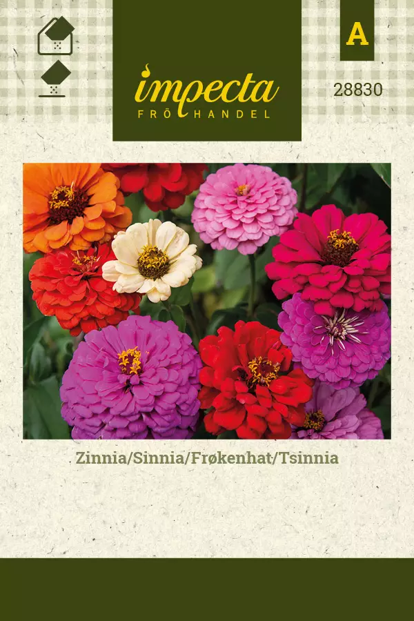 Tsinnia - Kukkien ja koristeheinien siemenet - 7332756288306 - 0