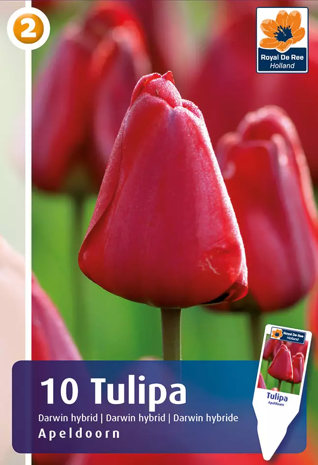 Tulppaani Apeldoorn 6 kpl/pkt - Tulppaanit - 8711148313786 - 1