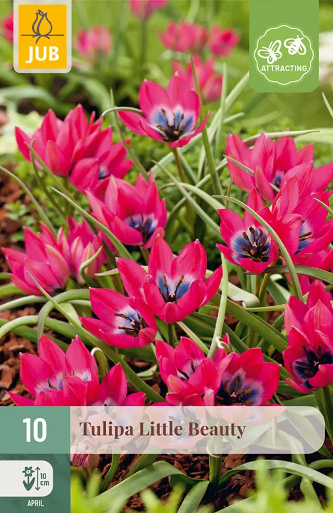 Tulppaani Little Beauty 10 kpl/pkt - Tulppaanit - 8712438510106 - 1