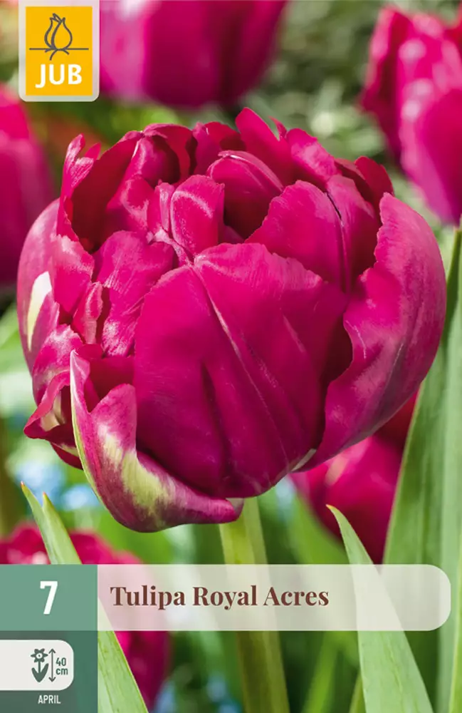 Tulppaani Royal Acres 7 kpl/pkt - Tulppaanit - 8712438989506 - 1