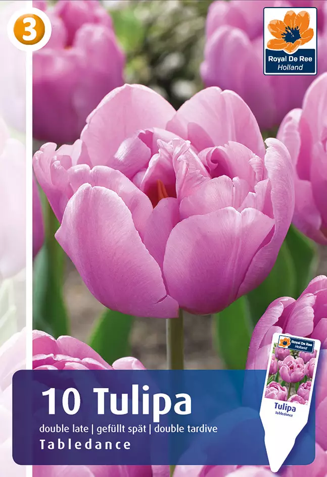Tulppaani Tabledance 6 kpl/pkt - Tulppaanit - 8711148243946 - 1