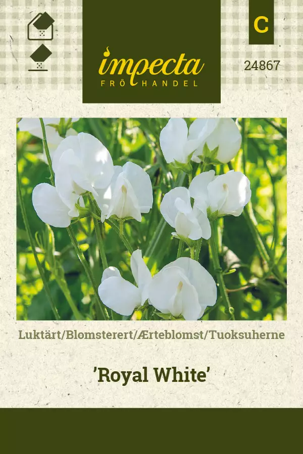Tuoksuherne Royal White - Kukkien ja koristeheinien siemenet - 7332756248676 - 0