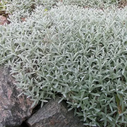 Hopeahärkki - Perennat - 7127 - 2